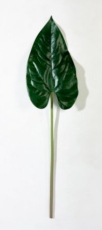 картинка Антуриум лист от магазина KALINA