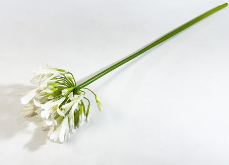 Агапантус белый