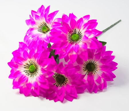 Георгин с зеленой тычинкой 6 цветков