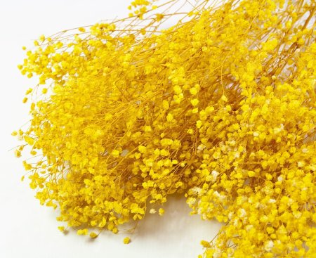 Гипсофила 2