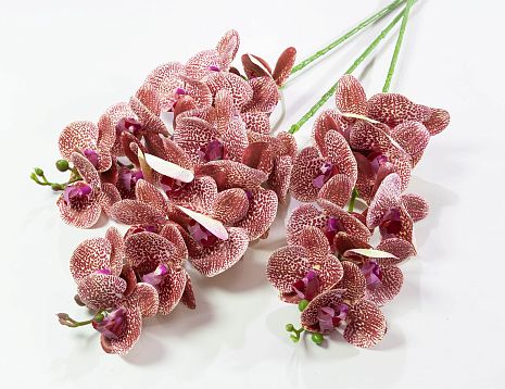 Ветка орхидеи 9 от магазина KALINA являющийся официальным дистрибьютором в России 