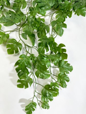 картинка Монстера кустовая от магазина KALINA