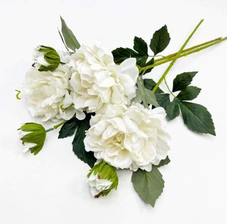 Пион "Герцогиня" белый