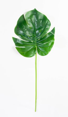 картинка Лист монстеры от магазина KALINA