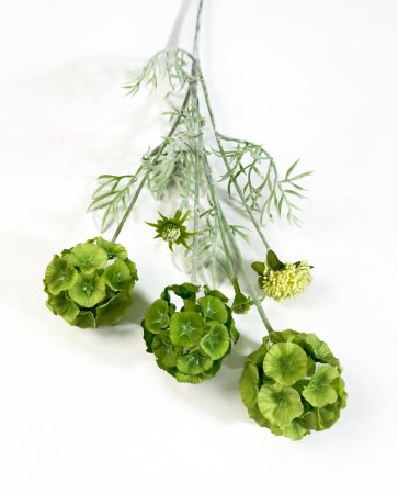 Скабиоза звездчатая зеленая