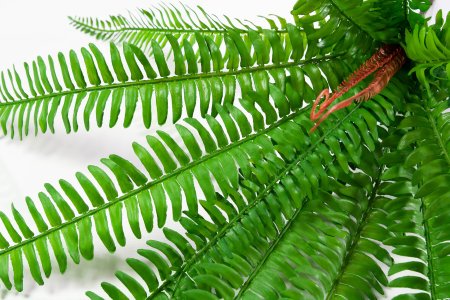 картинка Нефролепис 3 малый от магазина KALINA