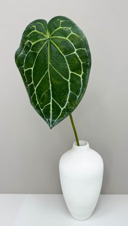 картинка Антуриум Хрустальный  от магазина KALINA