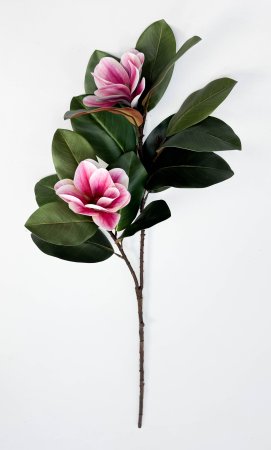 Ветка магнолии с малиновым цветком