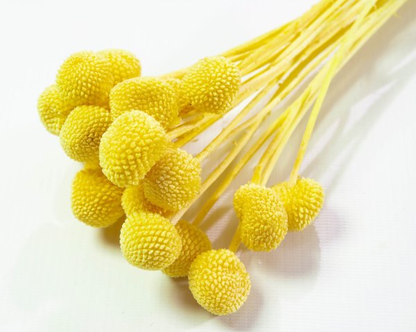 Краспедия 7