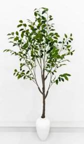 Куст фикуса Бенджамина 155 см БЕЗ КШПО