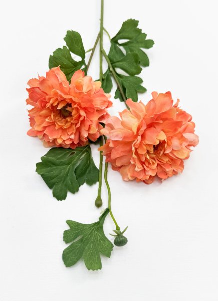 Георгин махровый оранжевый