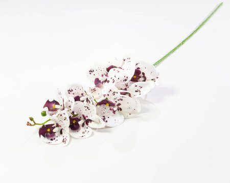 Ветка орхидеи 3