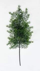 картинка Туя "Летняя пора" темно-зеленая 2 от магазина KALINA