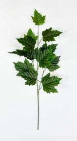 картинка Ветка клена зеленая от магазина KALINA