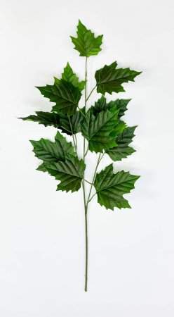 картинка Ветка клена зеленая от магазина KALINA