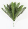картинка Цикас малый БЕЗ КАШПО 15 листов от магазина KALINA