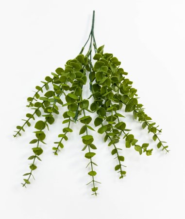 картинка Эвкалипт Гунна от магазина KALINA