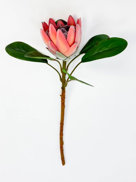 Протея артишоковая "Мадиба" оранжевая