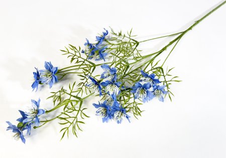 Нигелла голубая