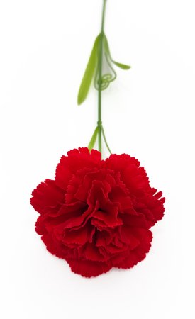 Гвоздика "Фурор" штучная