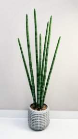 Сансевиерия цилиндрик 97 см