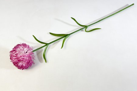 Гвоздика пурпурно-красный