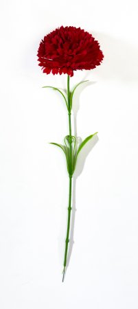 Гвоздика бархат крупная