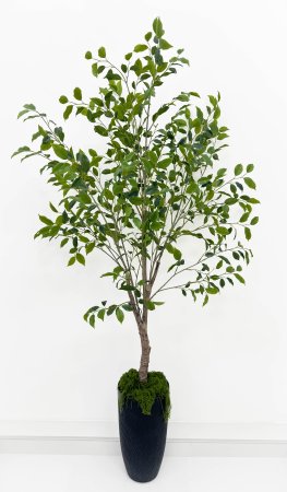 Куст фикуса "Бенджамина" 180 см БЕЗ КШПО