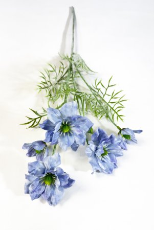 Клематис голубой