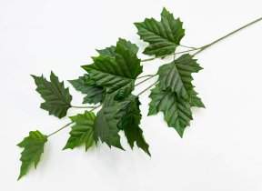 картинка Ветка клена зеленая от магазина KALINA