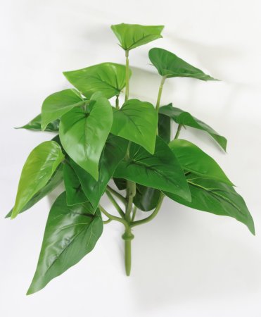 картинка Ветка Сциндапсуса от магазина KALINA