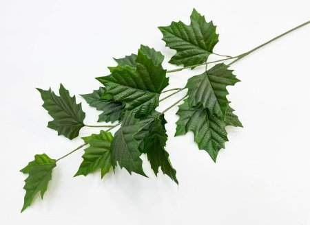 картинка Ветка клена зеленая от магазина KALINA