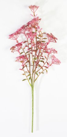 Ветка Велерианы розовая