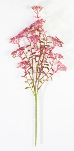 Ветка Велерианы розовая