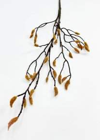 Ветка магнолии с почками