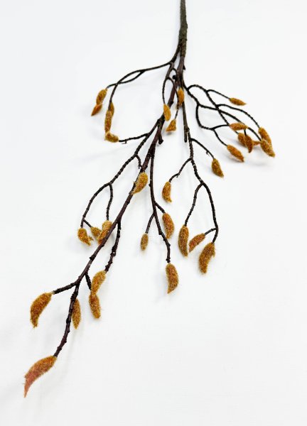 Ветка магнолии с почками