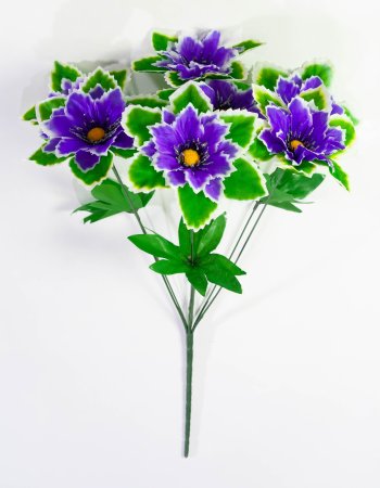 Георгин с белой каймой 7 цветков