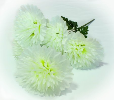 Букет астры " Седая" 7 веток 7 цветков