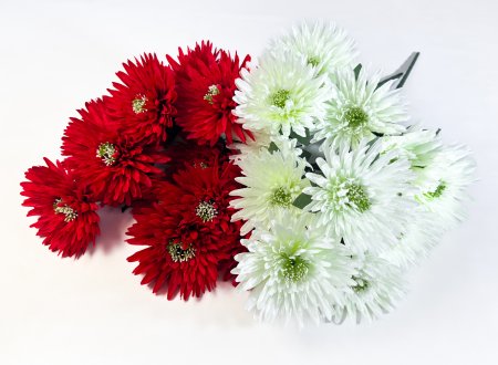 Астра "Супер гигант" 13 цветков