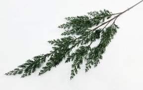 картинка Можжевельник высока ветка от магазина KALINA