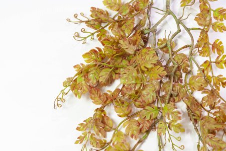 картинка Монстера ампельная Осень от магазина KALINA