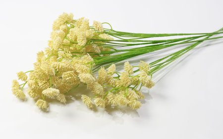 Ветка "Джуэл"