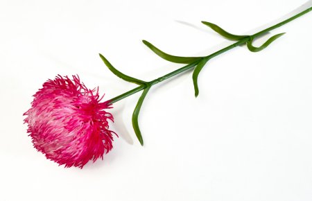 Гвоздика малиновая