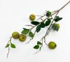 Ветка зеленой ранетки 5 плодов