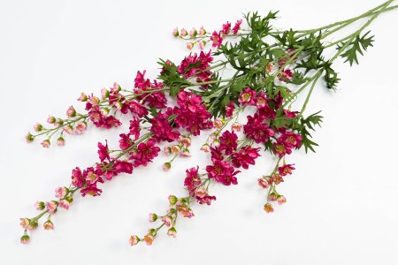 Дельфиниум малиновый