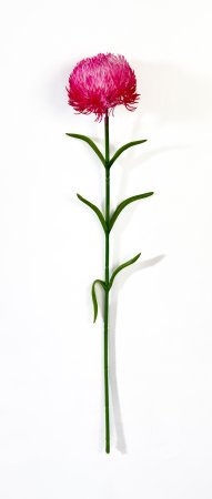 Гвоздика малиновая