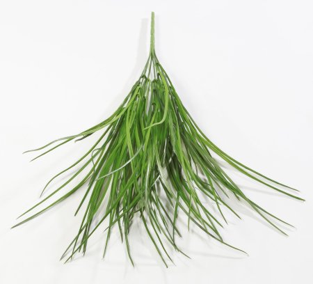 картинка Ветка осоки Природа Байкала от магазина KALINA