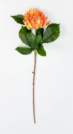 Хризантема ярко-оранжевая