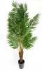 Хризалидокарпус пальма 220 см БЕЗ КАШПО