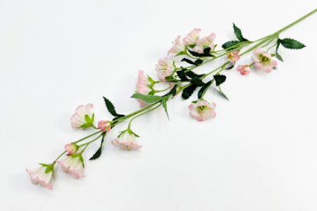 Кампанула розовая